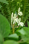 MORTON HALL, WORCESTERSHIRE: CLOSE UP OF ROSCOEA HUMEANA HARVINGTON RAW SILK. AGM, WHITE, YELLOW, CREAMY, FLOWERS, SUMMER, BLOOMING, PERENNIALS