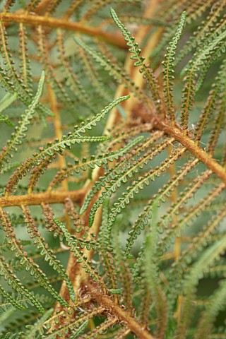 CLOSE_UP_PLANT_PORTRAIT_OF_DWARF_WOOLLY_TREE_FERN__CYATHEA_TOMENTOSISSIMA_HAIRS_HAIRY_BRONZE_BROWN_G