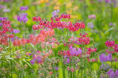 MEADOW_PLANTING_OF_CANDELABRA_PRIMULA_HYBRIDS__PINK_ORANGE_YELLOW_RED_FLOWERS_SPRING_WOODLAND_SHADE_