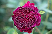 TOWN PLACE GARDEN, SUSSEX: ROSE - ROSA MUNSTEAD WOOD, CLIMBING, CLIMBERS, PINK, FLOWERING, FLOWERS