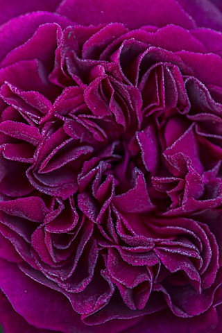 TOWN_PLACE_GARDEN_SUSSEX_ROSE__ABSTRACT_IMAGE_OF_ROSA_MUNSTEAD_WOOD_CLIMBING_CLIMBERS_PINK_FLOWERING