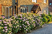 THE WALLED GARDEN AT COWDRAY, WEST SUSSEX: BORDER OF HYDRANGEAS BESIDE COTTAGE - HYDRANGEA ARBORESCENS PINK ANNABELLE. SHRUBS, HEDGES, HEDGING
