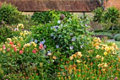 THE WALLED GARDEN AT COWDRAY, WEST SUSSEX: CLEMATIS PERLE DAZUR, ROSA AUTUMN SUNSET, CALENDULA INDIAN PRINCE. ROSES, BORDERS, YELLOW, FLOWERS, BLUE, CLIMBERS