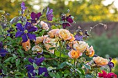 THE WALLED GARDEN AT COWDRAY, WEST SUSSEX: ROSA FORTUNES DOUBLE CLIMBER, CLEMATIS JACKMANII SUPERBA, PLANT COMBINATION, ASSOCIATION, ROSES, CLIMBERS, ORANGE, PURPLE, FLOWERS