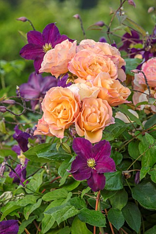 THE_WALLED_GARDEN_AT_COWDRAY_WEST_SUSSEX_ROSA_FORTUNES_DOUBLE_CLIMBER_CLEMATIS_JACKMANII_SUPERBA_PLA