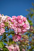 THE WALLED GARDEN AT COWDRAY, WEST SUSSEX: PLANT PORTRAIT OF PINK ROSE - ROSA APPLE BLOSSOM,  ENGLISH, COUNTRY, GARDENS, SUMMER