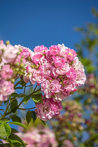 THE_WALLED_GARDEN_AT_COWDRAY_WEST_SUSSEX_PLANT_PORTRAIT_OF_PINK_ROSE__ROSA_APPLE_BLOSSOM__ENGLISH_CO