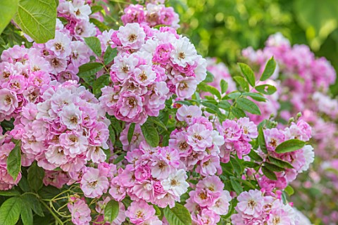 THE_WALLED_GARDEN_AT_COWDRAY_WEST_SUSSEX_PLANT_PORTRAIT_OF_PINK_ROSE__ROSA_APPLE_BLOSSOM__ENGLISH_CO