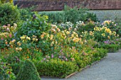 THE WALLED GARDEN AT COWDRAY, WEST SUSSEX: ENGLISH, COUNTRY, GARDEN, BORDERS OF YELLOW FLOWERED ROSES, SUMMER, BOX EDGED, BEDS, BUXUS