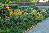 THE WALLED GARDEN AT COWDRAY, WEST SUSSEX: ENGLISH, COUNTRY, GARDEN, BORDERS OF YELLOW, RED, FLOWERED ROSES, SUMMER, BOX EDGED, BEDS, BUXUS