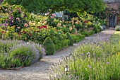 THE WALLED GARDEN AT COWDRAY, WEST SUSSEX: ENGLISH, COUNTRY, GARDEN, BORDERS OF YELLOW, RED, FLOWERED ROSES, SUMMER, BOX EDGED, BEDS, BUXUS, CLEMATIS, PATHS