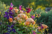 THE WALLED GARDEN AT COWDRAY, WEST SUSSEX: PLANT COMBINATION, ASSOCIATION, ROSES, ROSA COMPASSION, CLEMATIS JACKMANII SUPERBA, FLOWERS, ENGLISH, COUNTRY, GARDENS, SUMMER