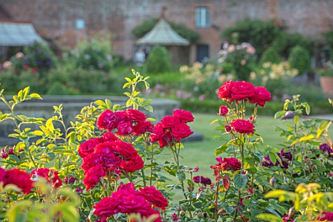 THE_WALLED_GARDEN_AT_COWDRAY_WEST_SUSSEX_PATH_BORDERS_WITH_ROSES_ENGLISH_COUNTRY_GARDENS_SUMMER