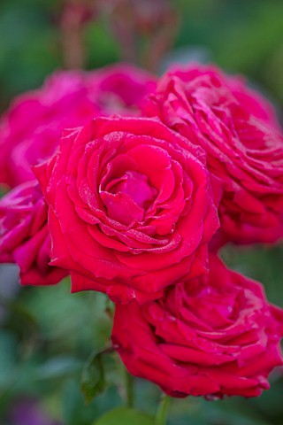THE_WALLED_GARDEN_AT_COWDRAY_WEST_SUSSEX_PLANT_PORTRAIT_OF_RED_ROSE__ROSA_ENGLISH_COUNTRY_GARDENS_SU