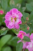 THE WALLED GARDEN AT COWDRAY, WEST SUSSEX: PLANT PORTRAIT OF PINK ROSE - ROSA APPLEJACK, ENGLISH, COUNTRY, GARDENS, SUMMER