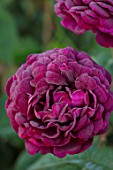 THE WALLED GARDEN AT COWDRAY, WEST SUSSEX: PLANT PORTRAIT OF DARK, RED, PINK ROSE - ROSA CARDINAL DE RICHELIEU, ENGLISH, COUNTRY, GARDENS, SUMMER, FLOWERS, SHRUBS