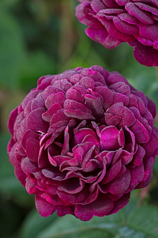 THE_WALLED_GARDEN_AT_COWDRAY_WEST_SUSSEX_PLANT_PORTRAIT_OF_DARK_RED_PINK_ROSE__ROSA_CARDINAL_DE_RICH