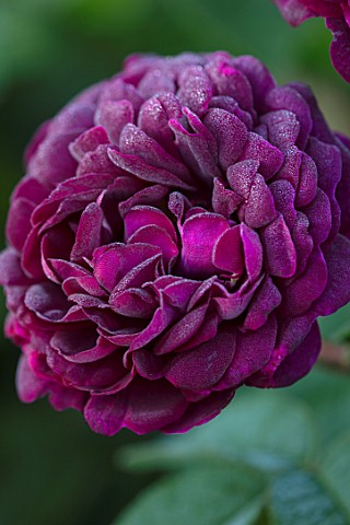THE_WALLED_GARDEN_AT_COWDRAY_WEST_SUSSEX_PLANT_PORTRAIT_OF_DARK_RED_PINK_ROSE__ROSA_CARDINAL_DE_RICH