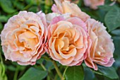THE WALLED GARDEN AT COWDRAY, WEST SUSSEX: PLANT PORTRAIT OF PINK, ORANGE, FLOWERS OF ROSE - ROSA DELLA BALFOUR.  ENGLISH, COUNTRY, GARDENS, SUMMER, SHRUBS