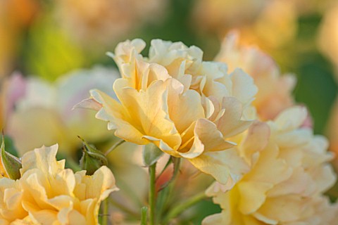 THE_WALLED_GARDEN_AT_COWDRAY_WEST_SUSSEX_PLANT_PORTRAIT_OF_YELLOW_ORANGE_ROSE__ROSA_ST_CLARE__ENGLIS