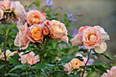 THE WALLED GARDEN AT COWDRAY, WEST SUSSEX: PLANT PORTRAIT OF PINK, ORANGE, FLOWERS OF ROSE - ROSA DELLA BALFOUR.  ENGLISH, COUNTRY, GARDENS, SUMMER, SHRUBS