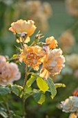 THE WALLED GARDEN AT COWDRAY, WEST SUSSEX: PLANT PORTRAIT OF YELLOW, ORANGE, ROSE - ROSA ST CLARE,  ENGLISH, COUNTRY, GARDENS, SUMMER, DECIDUOUS, SHRUBS, ROSES