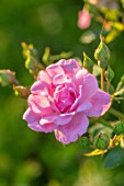 THE WALLED GARDEN AT COWDRAY, WEST SUSSEX: PLANT PORTRAIT OF PINK ROSE - ROSA ENGLISH, COUNTRY, GARDENS, SUMMER
