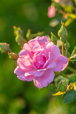 THE_WALLED_GARDEN_AT_COWDRAY_WEST_SUSSEX_PLANT_PORTRAIT_OF_PINK_ROSE__ROSA_ENGLISH_COUNTRY_GARDENS_S