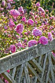 WYNYARD HALL, COUNTY DURHAM: WALLED ROSE GARDEN. BORDERS, SUMMER, JUNE, WOODEN BENCH, SEAT, ROSA HARLOW CARR. PINK, FLOWERS, FLOWERING, ROSES