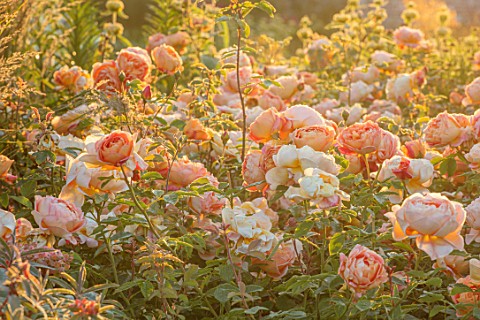 WYNYARD_HALL_COUNTY_DURHAM_WALLED_ROSE_GARDEN_SUMMER_JUNE_ROSES_PEACH_APRICOT_ORANGE__ROSA_LADY_OF_S