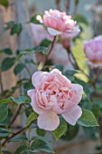 WYNYARD HALL, COUNTY DURHAM: CLOSE UP PORTRAIT OF PINK ROSE - ROSA THE GENEROUS GARDENER. FLOWERS, SHRUBS, JUNE, SUMMER
