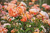 WYNYARD HALL, COUNTY DURHAM: CLOSE UP PORTRAIT OF FLOWERS, PETALS OF ORANGE, APRICOT ROSE - ROSA LADY OF SHALOT . FLOWERS, SHRUBS, JUNE, SUMMER