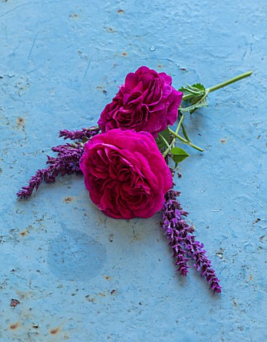 WYNYARD_HALL_COUNTY_DURHAM_STILL_LIFE_OF_ROSE_AND_PERENNIALS_PLANTED_WITH_THEM_ON_BLUE_TABLE__DARK_R