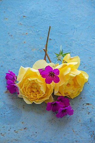 WYNYARD_HALL_COUNTY_DURHAM_STILL_LIFE_OF_ROSE_AND_PERENNIALS_PLANTED_WITH_THEM_ON_BLUE_TABLE__YELLOW