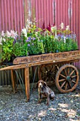 HARE SPRING COTTAGE PLANTS, YORKSHIRE: PLANT WHEEL CART WITH DOG BENEATH