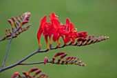MALVERLEYS, HAMPSHIRE: CLOSE UP PLANT PORTRAIT OF RED FLOWERS, BLOOMS OF CROCOSMIA HELL FIRE, PERENNIALS