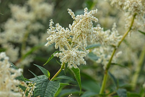 MALVERLEYS_HAMPSHIRE_CLOSE_UP_PLANT_PORTRAIT_OF_WHITE_FLOWERS_OF_PERSICARIA_POLYMORPHA_SYN_POLYGONUM