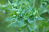 MITTON MANOR, STAFFORDSHIRE: CLOSE UP OF CAPER SPURGE, EUPHORBIA LATHYRIS, PERENNIAL FRUITS, SEEDS, PODS, GREEN, FOLIAGE, LEAVES