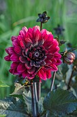 MITTON MANOR, STAFFORDSHIRE: CLOSE UP OF DARK RED FLOWERS OF DAHLIA KARMA CHOC, SEPTEMBER, PERENNIALS, FALL, BLOOMS, BLOOMING, DECORATIVE