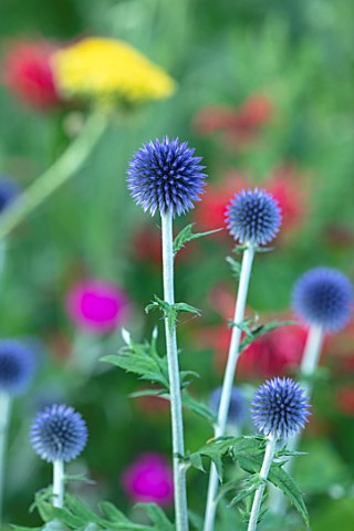 MITTON_MANOR_STAFFORDSHIRE_CLOSE_UP_PLANT_PORTRAIT_OF_THE_FLOWERS_OF_ECHINOPS_VEITCHS_BLUE_PERENNIAL