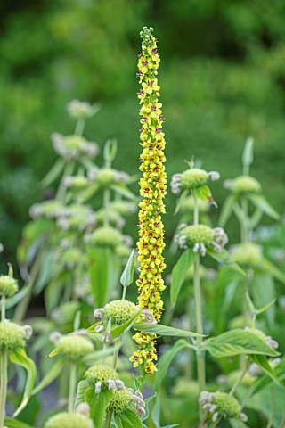 MITTON_MANOR_STAFFORDSHIRE_CLOSE_UP_PLANT_PORTRAIT_OF_THE_YELLOW_FLOWERS_OF_VERBASCUM_COTSWOLD_QUEEN