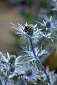 AVONDALE NURSERIES, COVENTRY: BEE ON BLUE, SILVER FLOWERS OF ERYNGIUM INDIGO STAR, DECIDOUS, PERENNIALS, SPIKES, SPIKEY, PRICKLY, SEA HOLLY, INSECTS