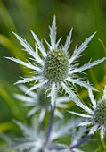 AVONDALE NURSERIES, COVENTRY: BLUE, SILVER FLOWERS OF ERYNGIUM X ZUBELII JOS EIJKING , DECIDOUS, PERENNIALS, SPIKES, SPIKEY, PRICKLY, SEA HOLLY, INSECTS