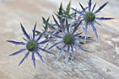 AVONDALE NURSERIES, COVENTRY: BLUE, SILVER FLOWERS OF ERYNGIUM X ZABELII BIG BLUE, DECIDOUS, PERENNIALS, SPIKES, SPIKEY, PRICKLY, SEA HOLLY, INSECTS