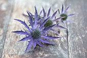 AVONDALE NURSERIES, COVENTRY: BLUE, SILVER FLOWERS OF ERYNGIUM DOVE COTTAGE HYBRID, DECIDOUS, PERENNIALS, SPIKES, SPIKEY, PRICKLY, SEA HOLLY, INSECTS