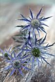 AVONDALE NURSERIES, COVENTRY: BLUE, SILVER FLOWERS OF ERYNGIUM INDIGO STAR, DECIDOUS, PERENNIALS, SPIKES, SPIKEY, PRICKLY, SEA HOLLY, INSECTS