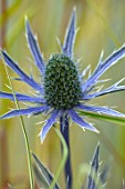 AVONDALE NURSERIES, COVENTRY: BLUE, SILVER FLOWERS OF ERYNGIUM BIG BLUE, DECIDOUS, PERENNIALS, SPIKES, SPIKEY, PRICKLY, SEA HOLLY, INSECTS