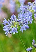 MORTON HALL, WORCESTERSHIRE: PLANT PORTRAIT OF BLUE FLOWERS OF AGAPANTHUS BLUE TRIUMPHATOR. BULBS, FLOWERING, BLOOMS, SUMMER, JULY