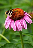 MORTON HALL, WORCESTERSHIRE: PLANT PORTRAIT OF BEE ON PINK FLOWERS OF ECHINACEA PURPUREA MORTON HALL. SUMMER. PERENNIALS, JULY, CONEFLOWERS