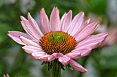 MORTON HALL, WORCESTERSHIRE: PLANT PORTRAIT OF PINK FLOWERS OF ECHINACEA PURPUREA MAGNUS. SUMMER. PERENNIALS, JULY, CONEFLOWERS